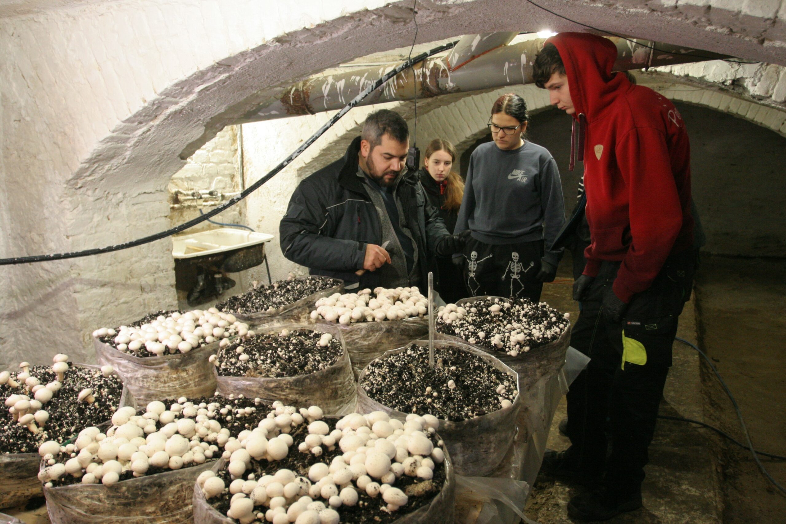 Cultivation of mushrooms in the field  Pontifical Information Centre